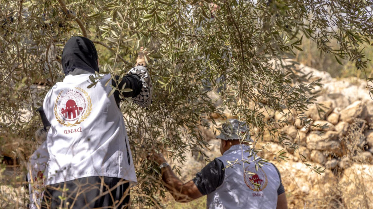 Bayt Mal Al Quds Agency Continues to Support Palestinian Olive Farmers