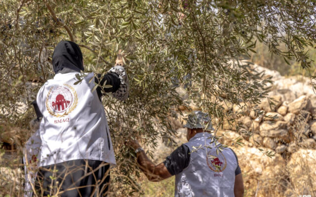 Bayt Mal Al Quds Agency Continues to Support Palestinian Olive Farmers