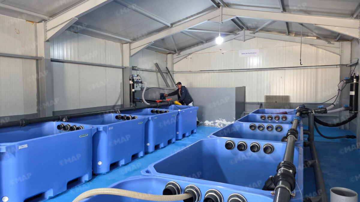 Cala Iris Inaugurates First Live Bivalve Purification Facility on Mediterranean Coast
