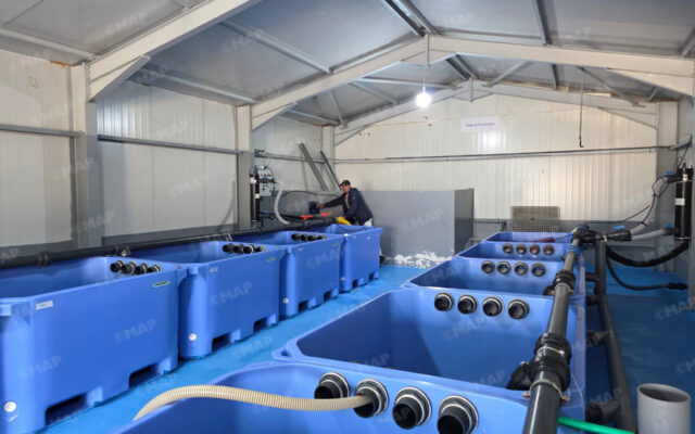 Cala Iris Inaugurates First Live Bivalve Purification Facility on Mediterranean Coast