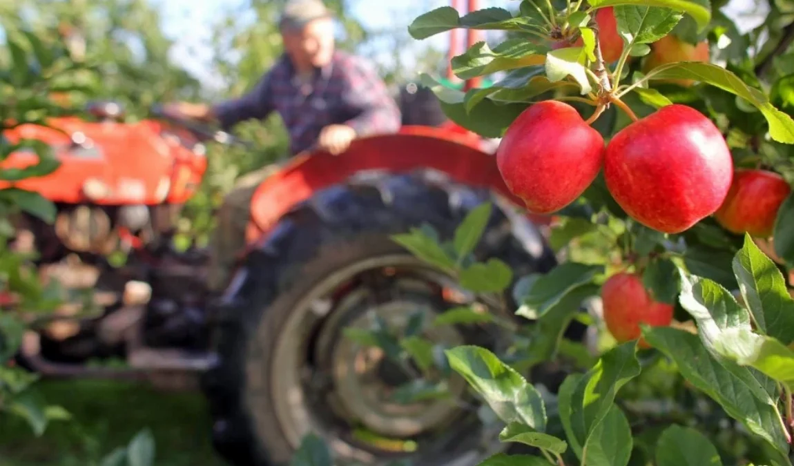 Midelt to host the 6th National Apple Fair, October 8-11