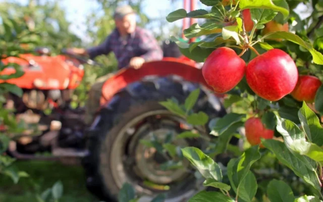 Midelt to host the 6th National Apple Fair, October 8-11